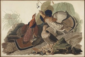 Ruffled Grouse by John James Audubon