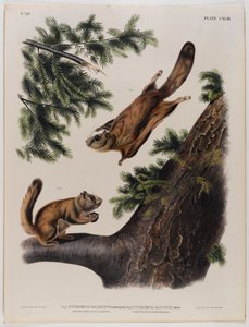 Severn River flying squirrel (left) and Rocky Mountain flying squirrel (right) by John James Audubon