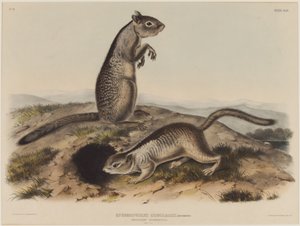 Spermophilus Douglassii (Two Douglas Squirrels) by John James Audubon