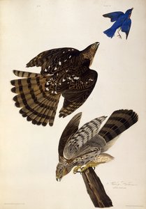 Stanley Hawks. From The Birds of America, 1827-1838