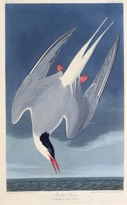 The Arctic tern (from The Birds of America, 1827-1838)