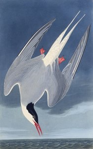 The Arctic tern. From The Birds of America