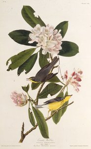 The Canada warbler, from The Birds of America