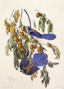 The Florida Scrub Jay. From The Birds of America by John James Audubon