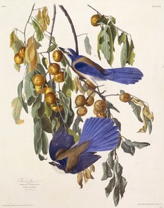 The Florida Scrub Jay. From The Birds of America, 1827-1838 by John James Audubon