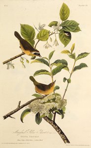 The Maryland Yellowthroat (From The Birds of America)