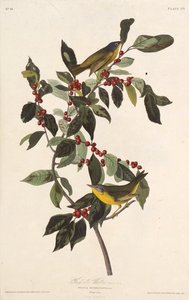 The Nashville Warbler. From The Birds of America