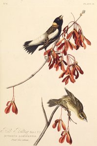The Ricebird. From The Birds of America by John James Audubon