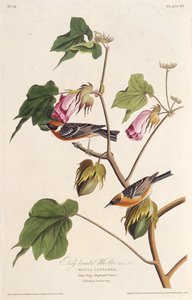 The Bay-Breasted Warbler. From The Birds of America