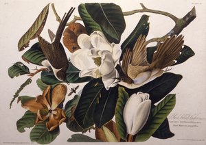The Black-Billed Cuckoo. From The Birds of America, 1827-1838