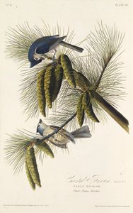The black-crested titmouse. From The Birds of America, 1827-1838 by John James Audubon