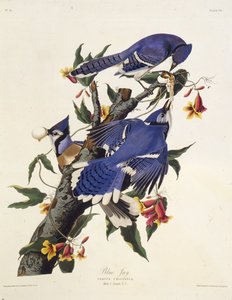 The Blue Jay. From The Birds of America, 1827-1838 by John James Audubon