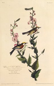 The Chestnut-Sided Warbler. From The Birds of America