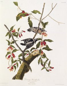 The downy woodpecker. From The Birds of America by John James Audubon