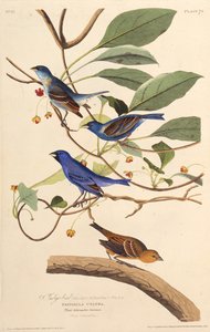 The indigobirds. From The Birds of America, 1827-1838