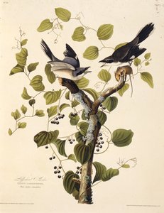 The Loggerhead Shrike. From The Birds of America by John James Audubon