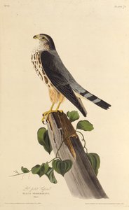 The merlin. From The Birds of America by John James Audubon