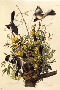 The northern mockingbird. From The Birds of America
