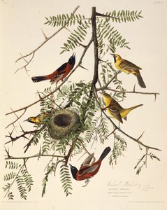 The Orchard Oriole. From The Birds of America by John James Audubon