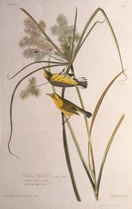 The Prairie Warbler. From The Birds of America