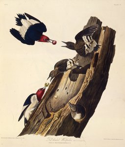 The Red-Headed Woodpecker. From The Birds of America by John James Audubon