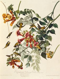 The Ruby-Throated Hummingbird. From The Birds of America