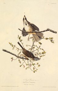 The Song Sparrow (From The Birds of America)