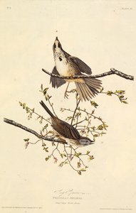 The Song Sparrow. From The Birds of America, 1827-1838