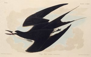 The sooty tern. From The Birds of America, 1827-1838