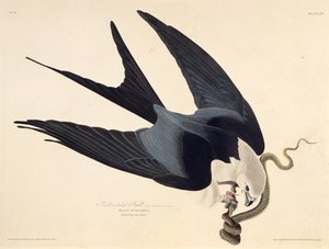 The swallow-tailed kite. From The Birds of America