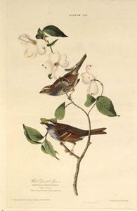 The white-throated sparrow. From The Birds of America by John James Audubon