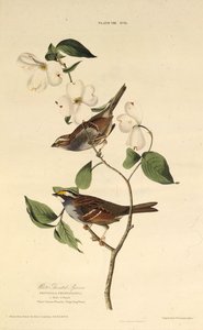 The White-Throated Sparrow (From The Birds of America) by John James Audubon