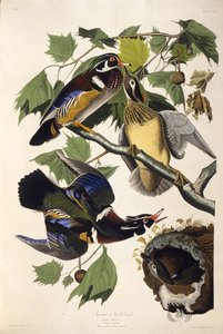 The Wood Duck by John James Audubon