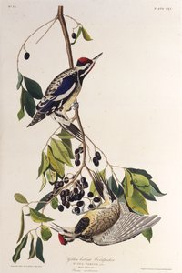 The Yellow-Bellied Sapsucker. From The Birds of America by John James Audubon