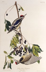 The yellow-bellied sapsucker. From The Birds of America by John James Audubon