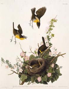The Yellow-Breasted Chat (from The Birds of America) by John James Audubon