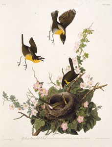 The Yellow-Breasted Chat. From The Birds of America by John James Audubon