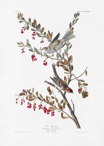 Tree Sparrow from Birds of America (1827) by John James Audubon