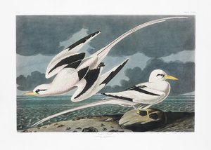 Tropic Bird from Birds of America (1827)