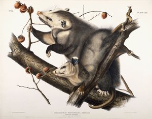 Virginian Opossum by John James Audubon