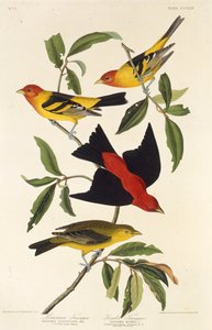 Western Tanager and Scarlet Tanager from The Birds of America by John James Audubon