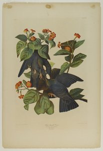 White-headed Pigeon