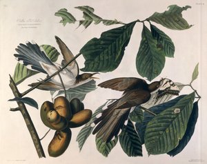 Yellow-billed Cuckoo, from 