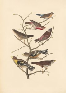 Lazuli Finch by John James Audubon/ Rob Havell