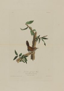 Bewicks Long Tailed Wren, from Birds of America, engraved by Robert Havell