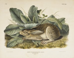 Black-tailed Hare