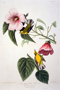 Blue Winged Yellow Warbler, from Birds of America, engraved by Robert Havell