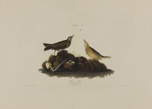 Brown Lark, from Birds of America, engraved by Robert Havell by John James after Audubon