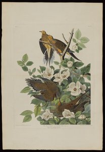 Carolina Pigeon or Turtle Dove, from Birds of America, engraved by Robert Havell