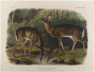 Common or Virginia Deer, engraved by John T. Bowen